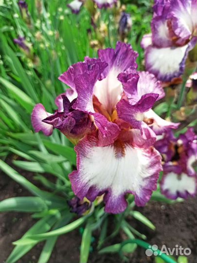 Ирисы сортовые