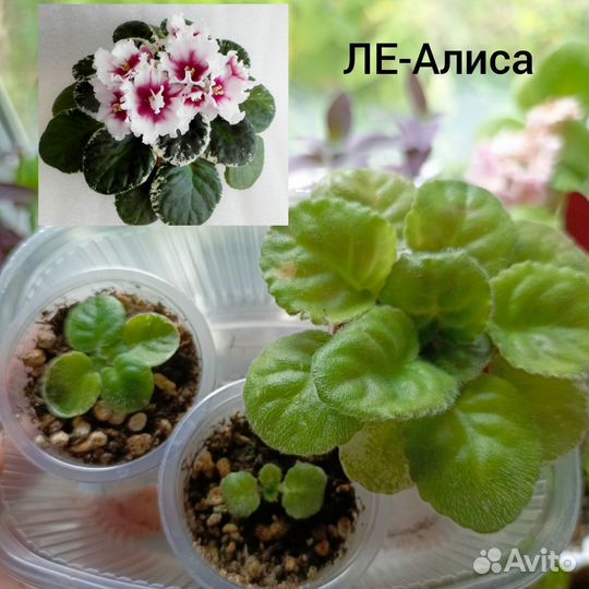 Фиалки сортовые