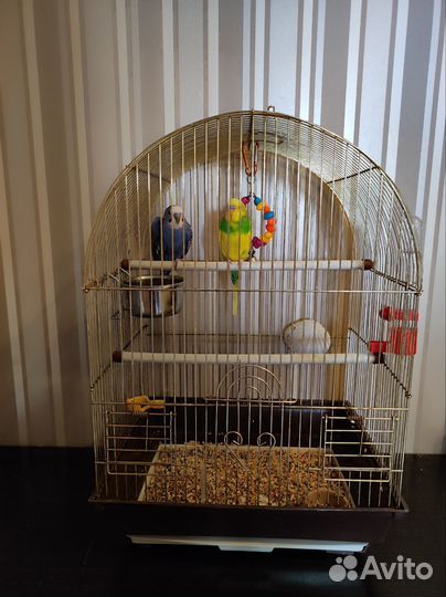 Волнистый попугай с клеткой