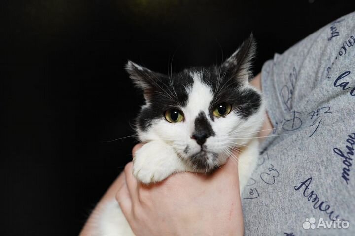Котики бесплатно