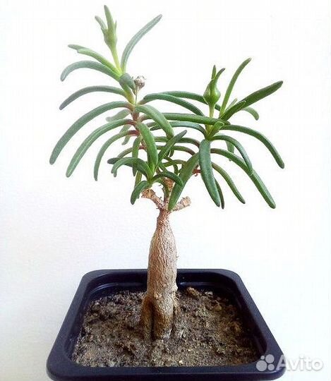 Каудексные суккуленты