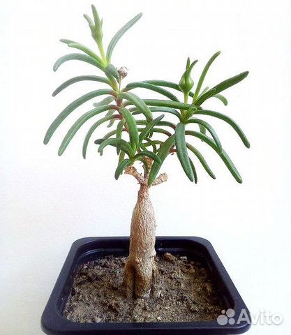 Каудексные суккуленты