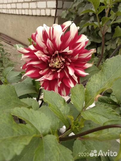 Георгины клубни