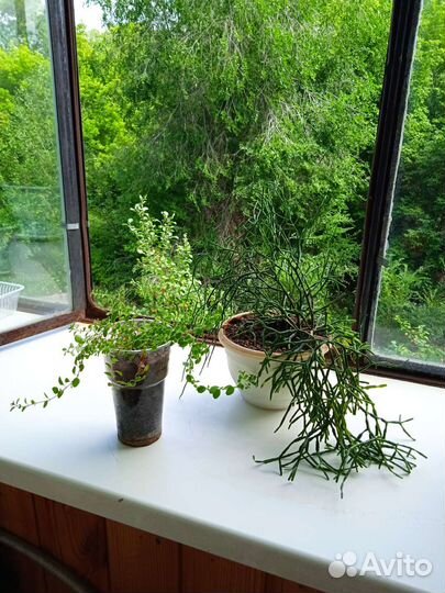 Суккуленты и тимьян