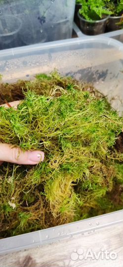 Мох сфагнум живой