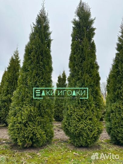 Туя в ассортименте:Смарагд,Брабант,Колумна 4,5 м