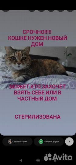 В добрые руки