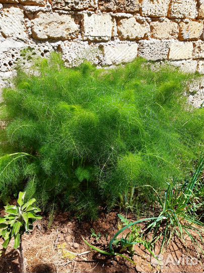 Фенхель лекарственный