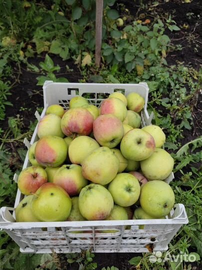 Саженцы яблони