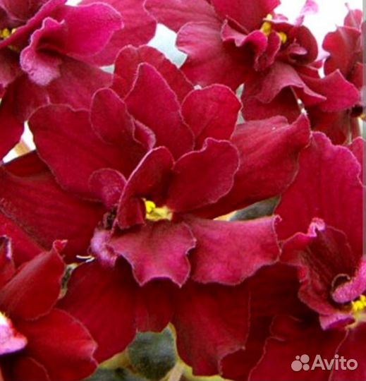 Фиалки сортовые