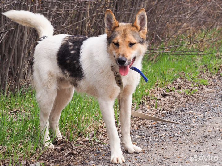 Собака Маврик