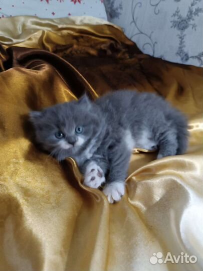 Британские котята