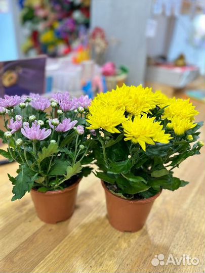 Комнатные растения:Хризантема кустовая