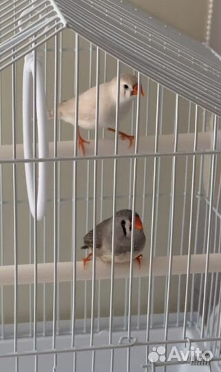 Птички Амадины зебровая и кремовая