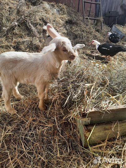 Продаеться козлик