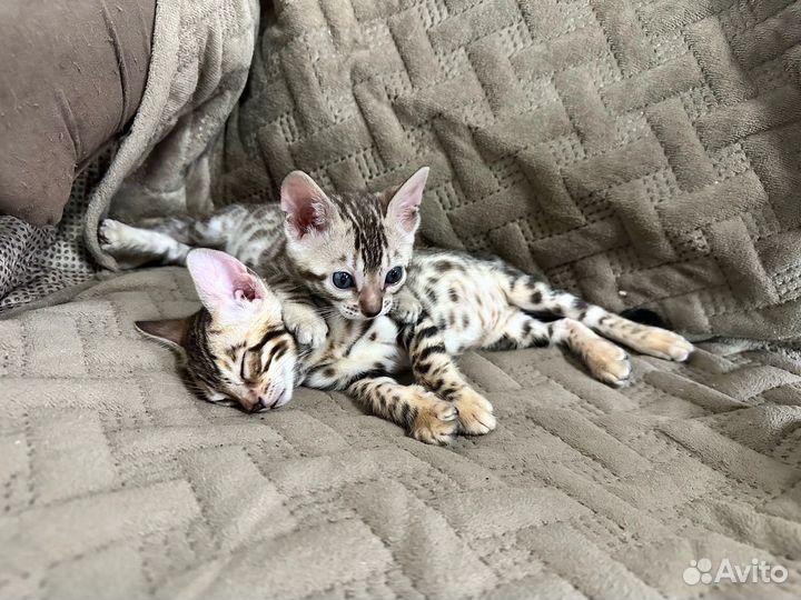 Бенгальская