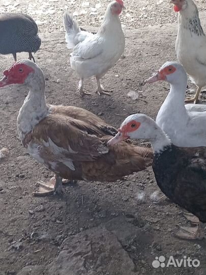 Утки, цицарки