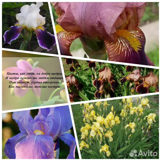 Ирисы смесь /многолетники