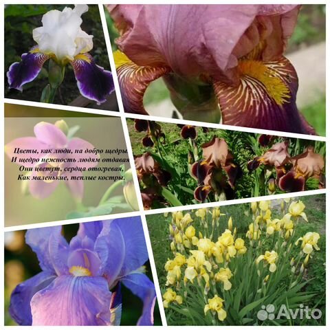 Ирисы смесь /многолетники