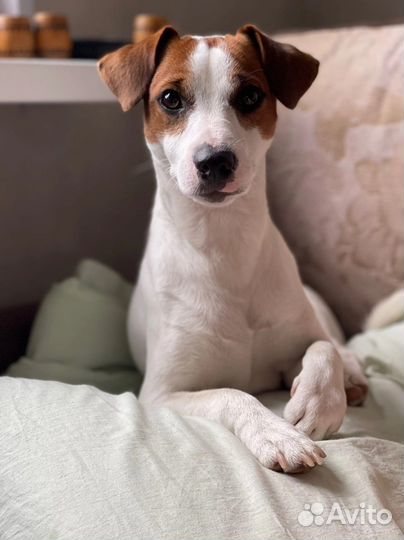 Джек Рассел терьер вязка