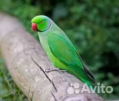 Ожереловый попугай