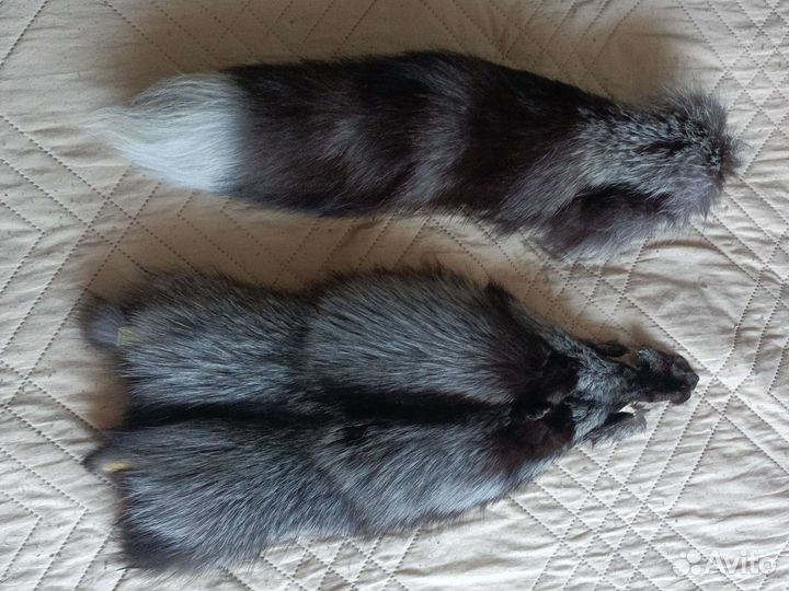 Хвост и шкурка чернобурки