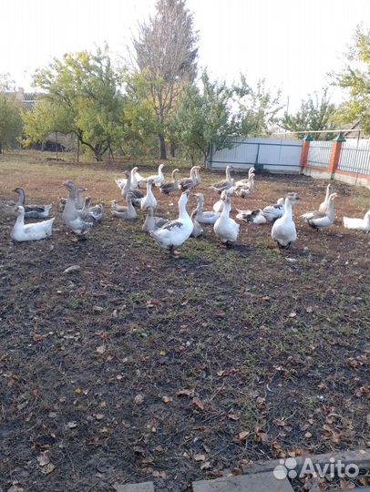 Домашние гуси на племя