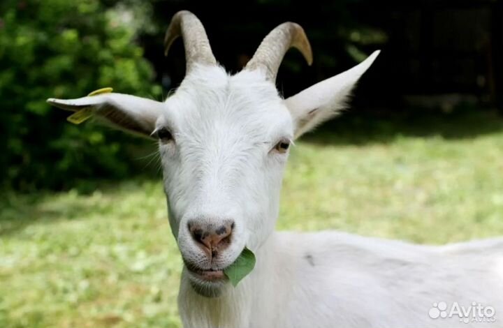 Козочки доильные