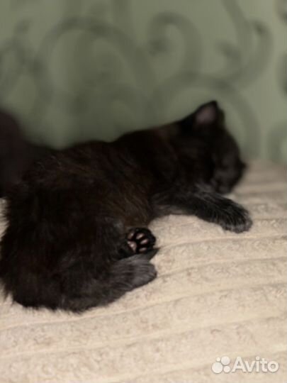 Котята в добрые руки, бесплатно