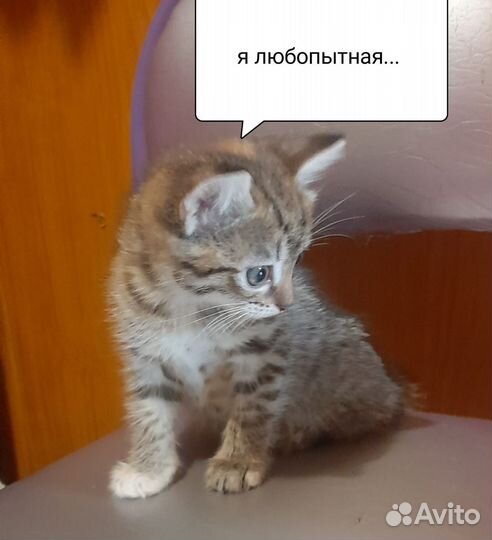 Котятки девочки