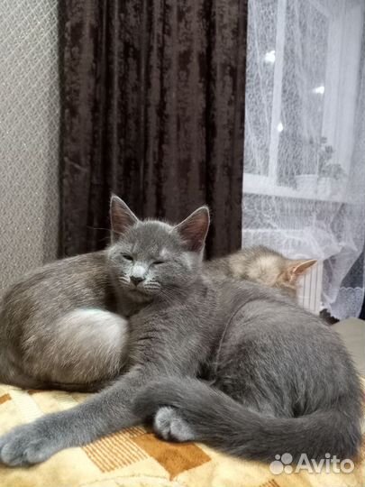 Отдам кошечку в добрые руки