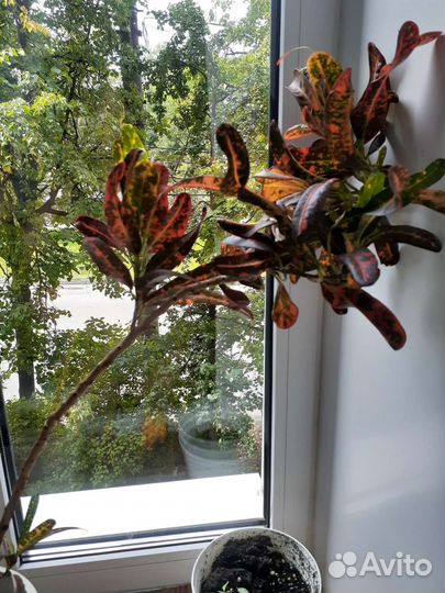 Комнатные цветы