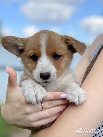 Вельш корги