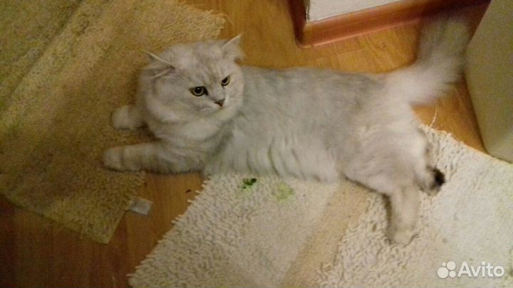 Вязка кот шотландский прямоухий