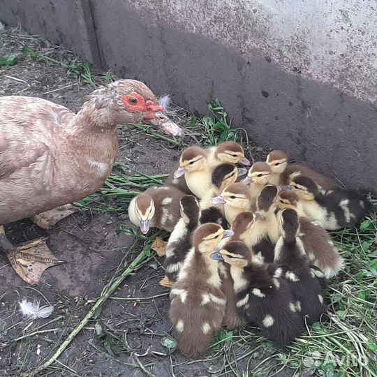 Утята индоутки