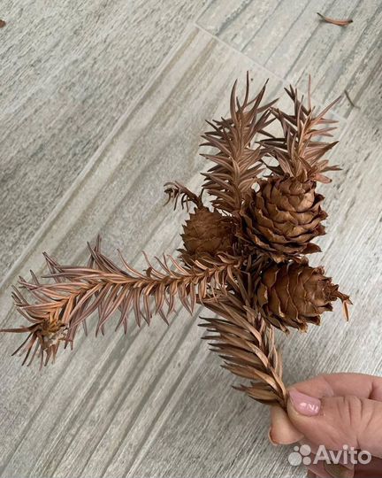 Шишки араукарии