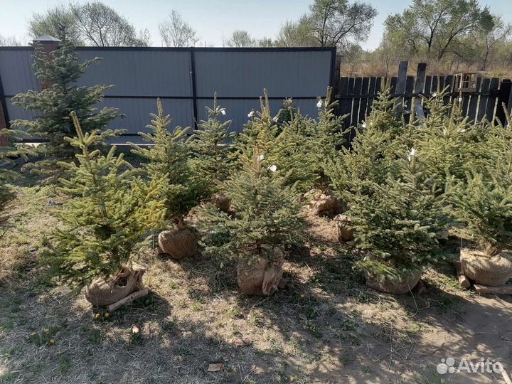 Хвойные деревья