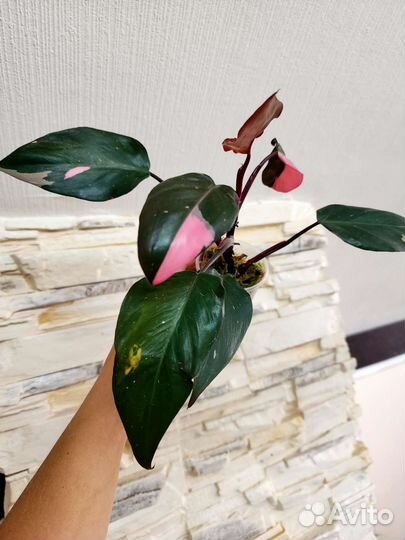Филодендрон Розовая Принцесса
