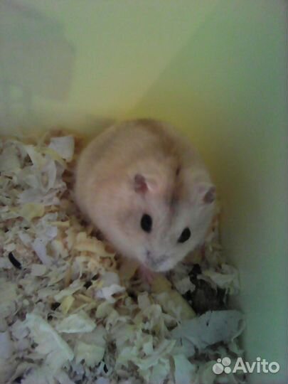 Хомячки джунгарики