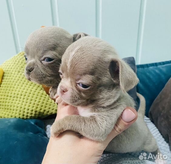 Невероятные девочки чихуахуа