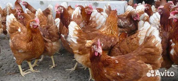 Куры Леггорн, Ломан Браун, Доменант