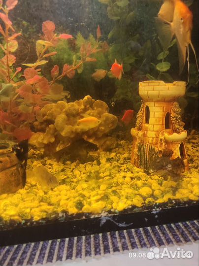 Аквариум и рыбки