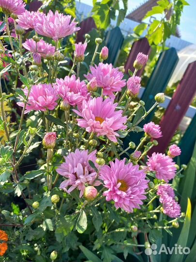 Хризантема