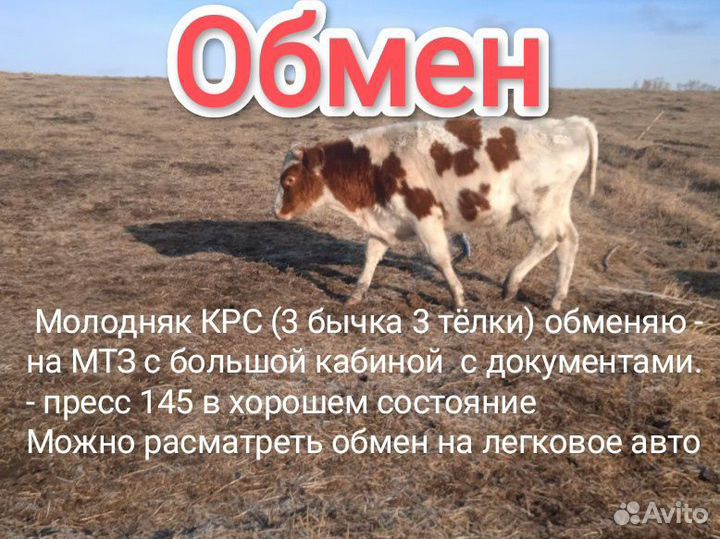 Молодняк крс