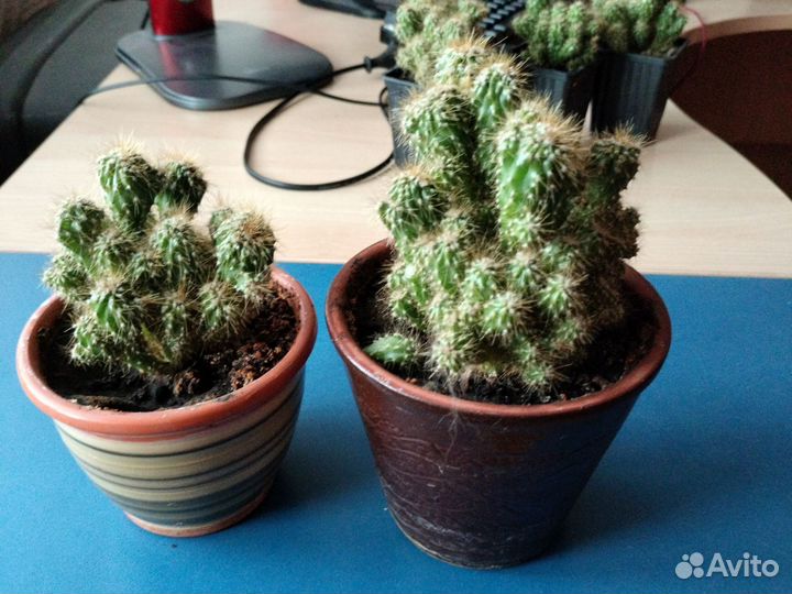 Кактус скала