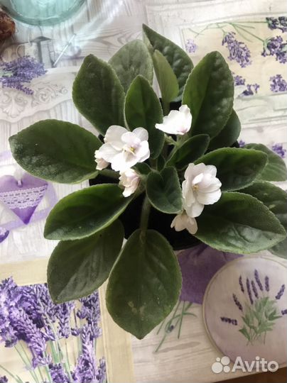 Фиалка белая