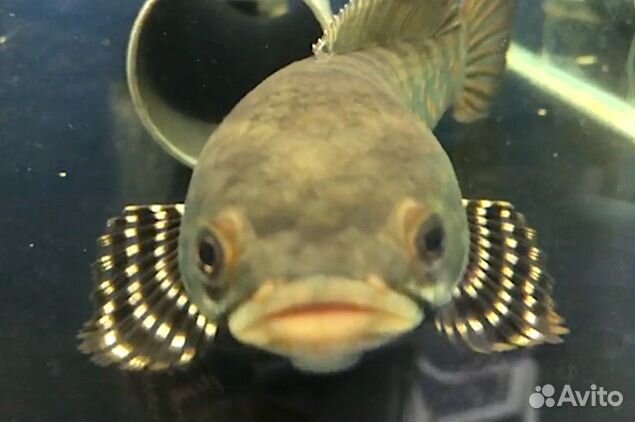 Змееголовы