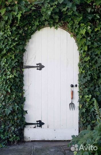 Саженцы плющ мимоза лавр юкка пампас