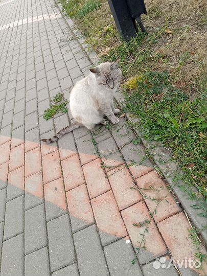 Огромный кот