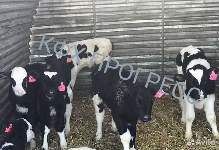 Бычки телята
